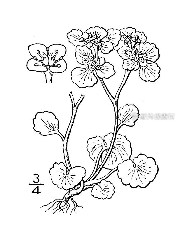 古植物学植物插图:chrysoculium alternifolium，互生叶金色Saxifrage